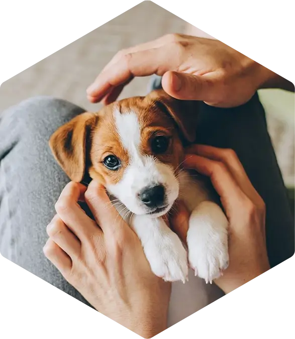 Animais de Companhia