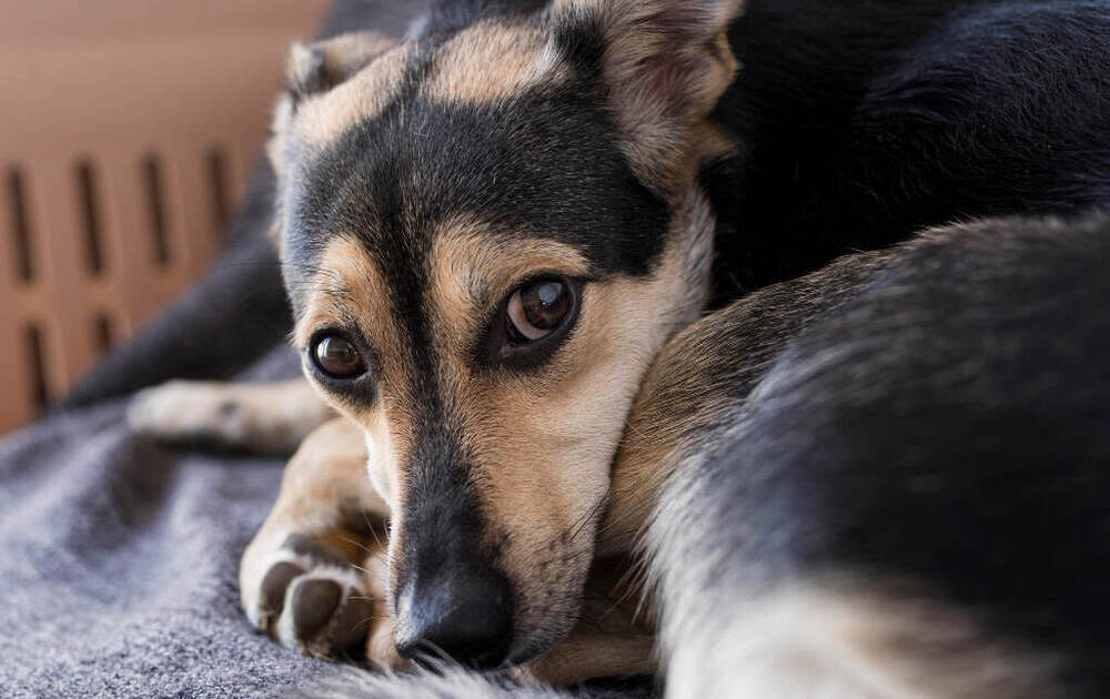 cachorro com trauma