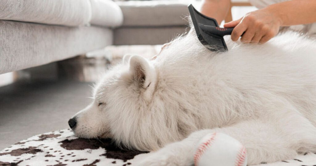 como prevenir queda em pelo de cachorro