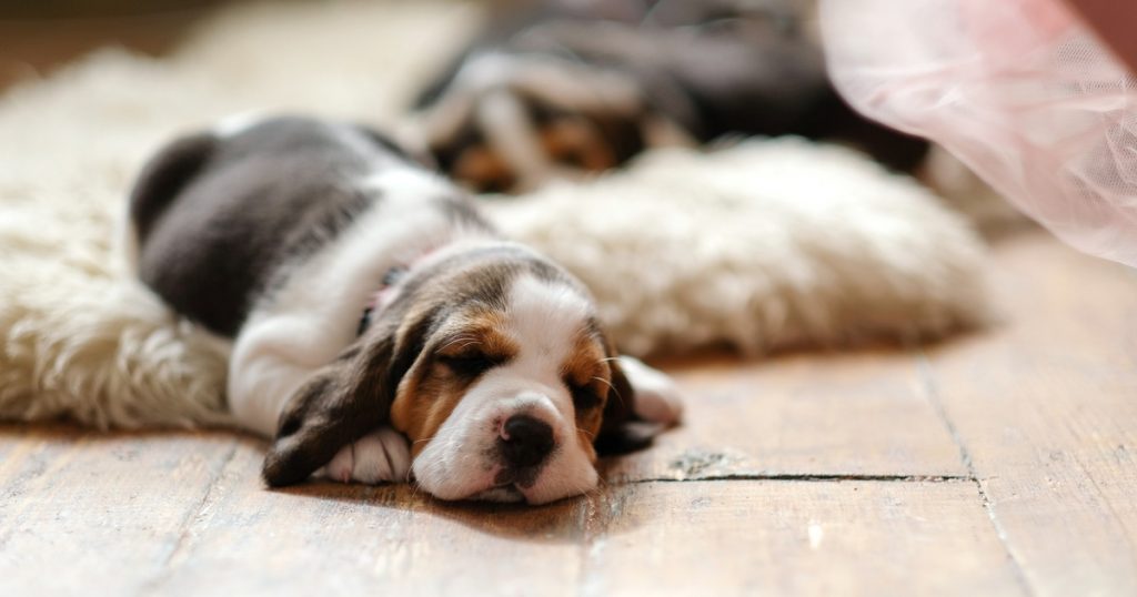 Cachorro com sintoma de verminose