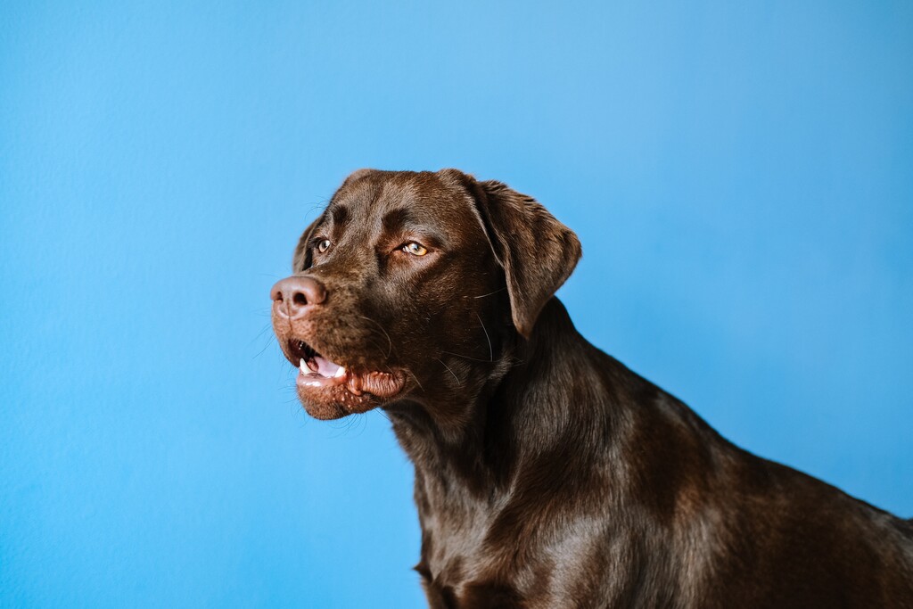 Quais são as doenças de pele em cachorro