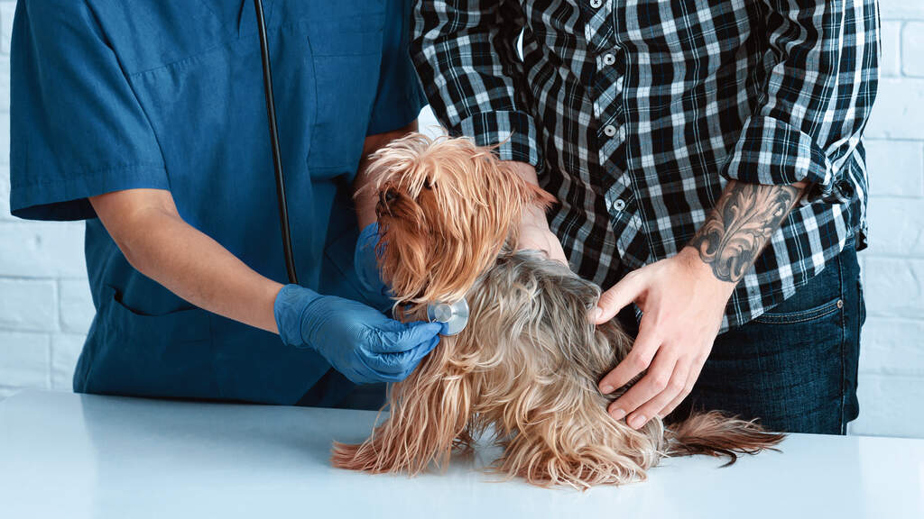 O que fazer para matar verme de cachorro