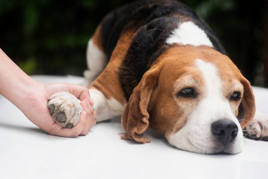 Tipos de vermes de cachorro