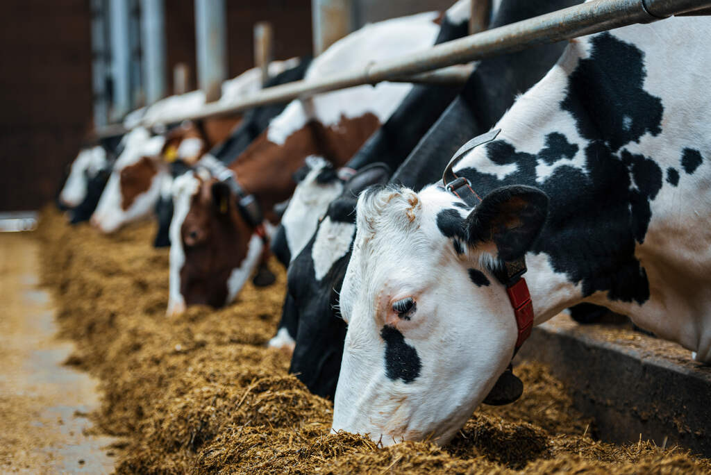 O que é bom para vaca aumentar o leite