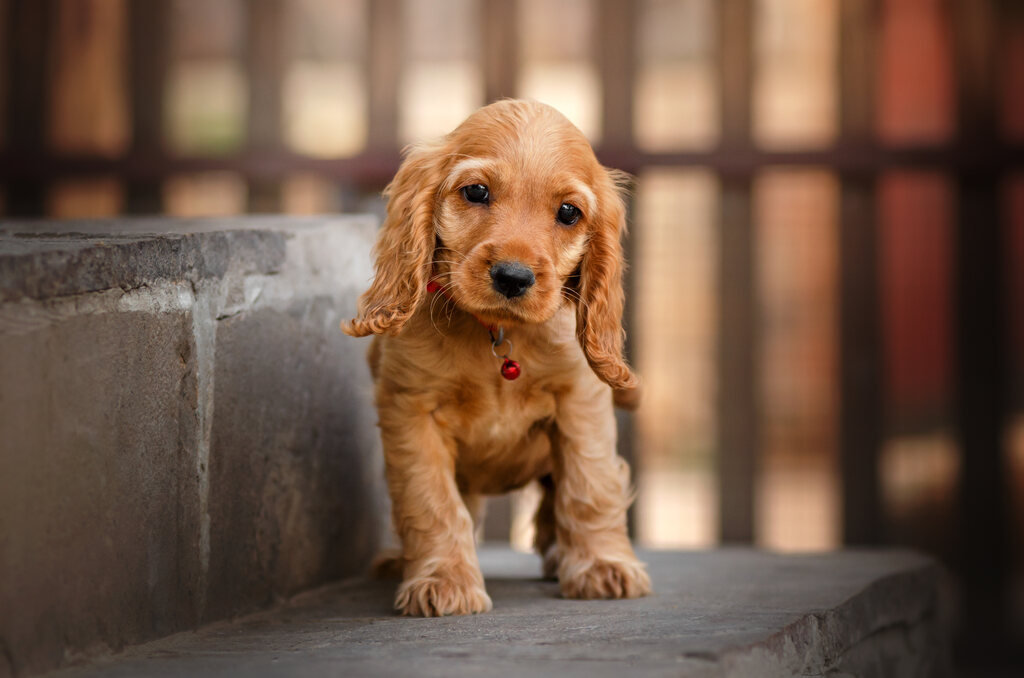 cachorro filhote com diagnostico de parvovirose canina
