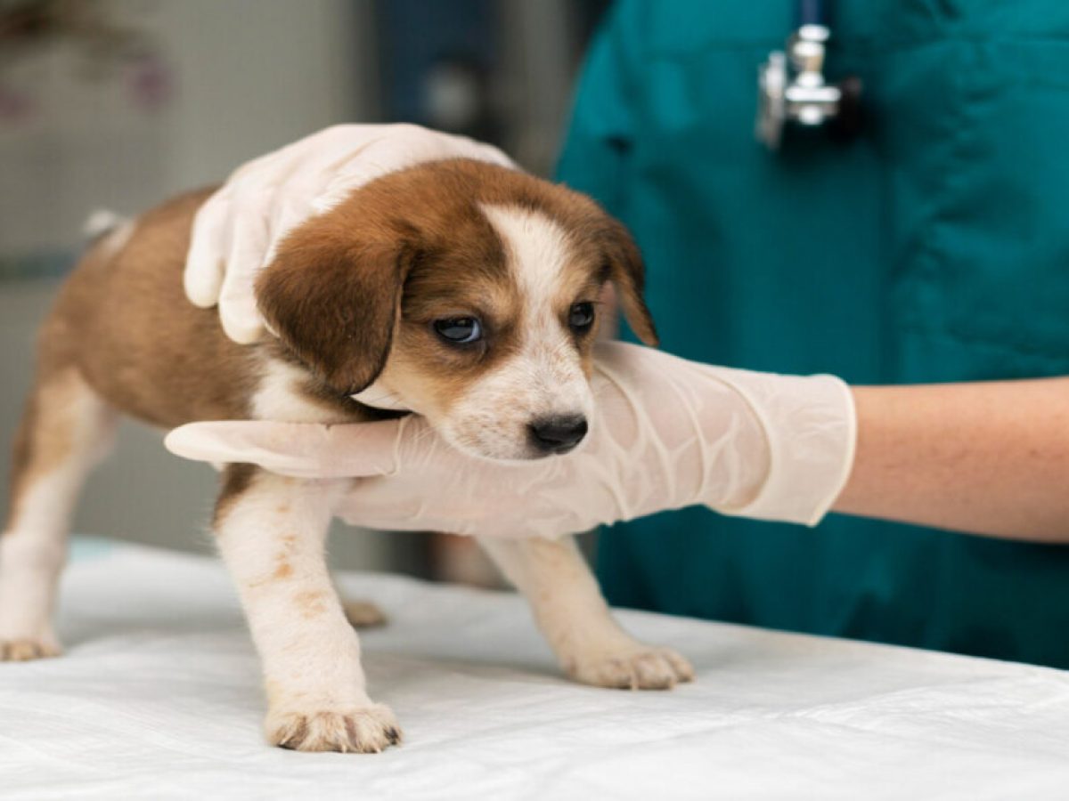 Hepatite infecciosa canina: sinais e prevenção — Sinais clínicos: do 'olho azul' à icterícia