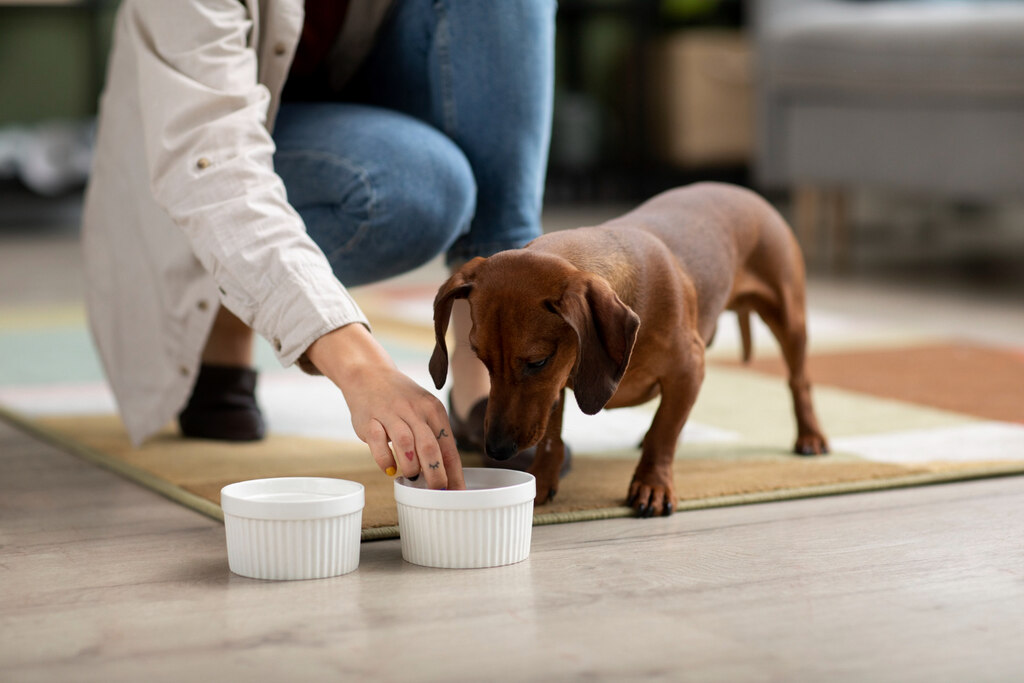 Cão comendo suplemento alimentar para cachorro