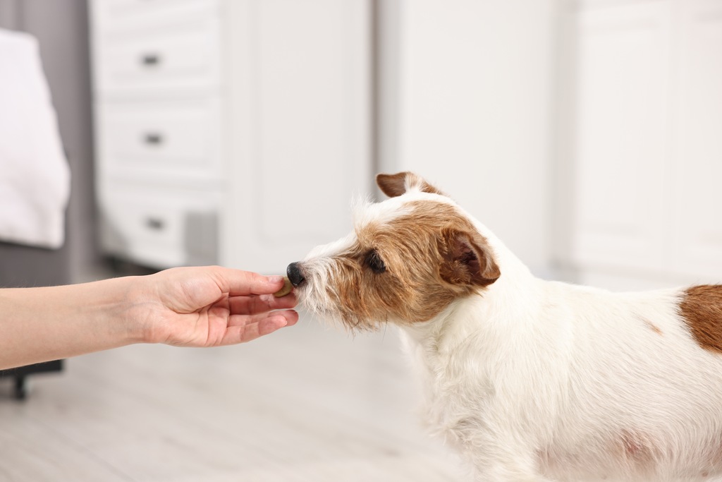 Cachorro tomando suplemento alimentar para cachorro