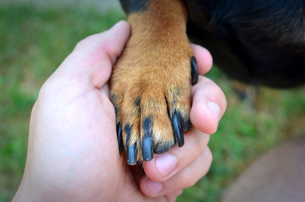 Homem segurando pata de cachorro