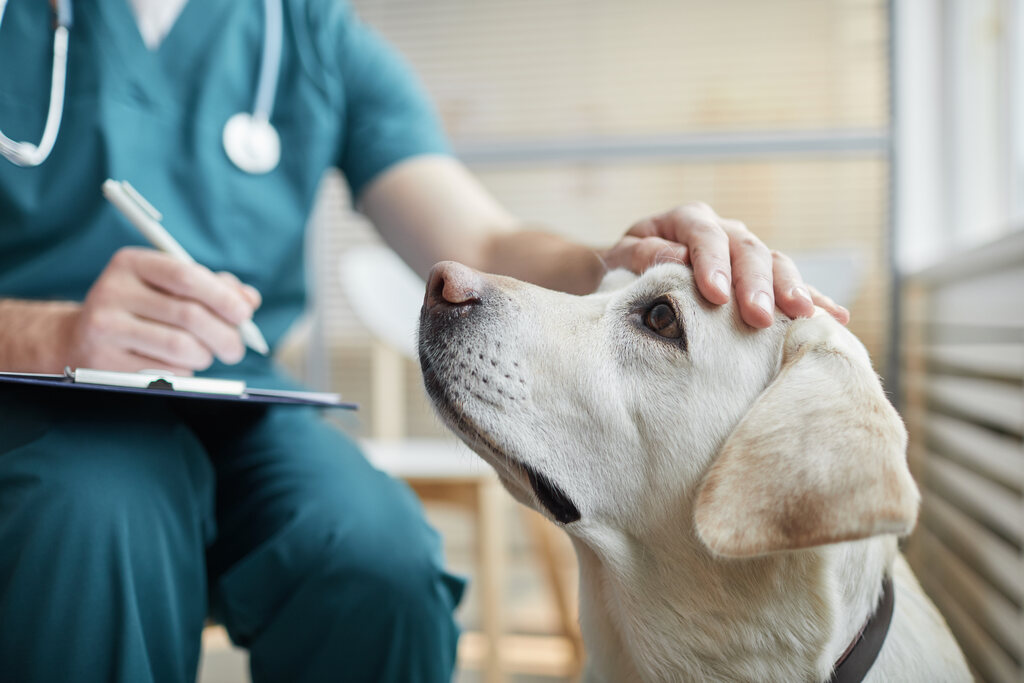 Cachorro com doença do carrapato sendo examinado