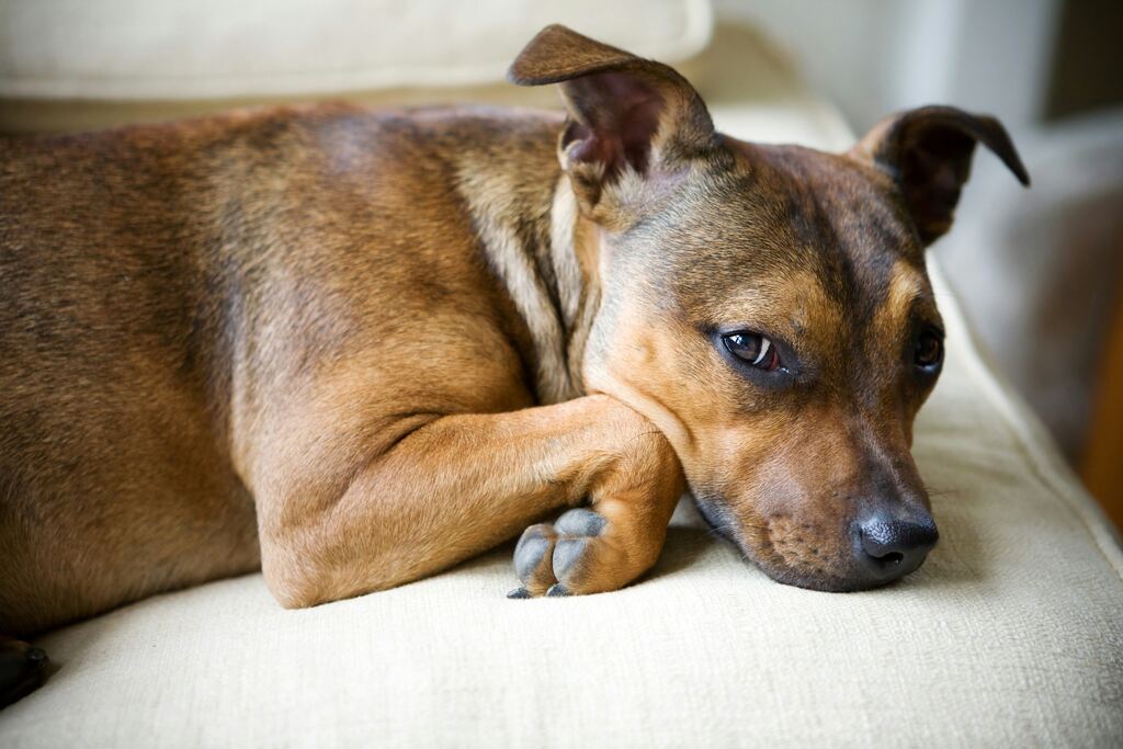 Cachorro deitado com expressão abatida, sinal de alerta para sintomas da doença do carrapato em cachorro.