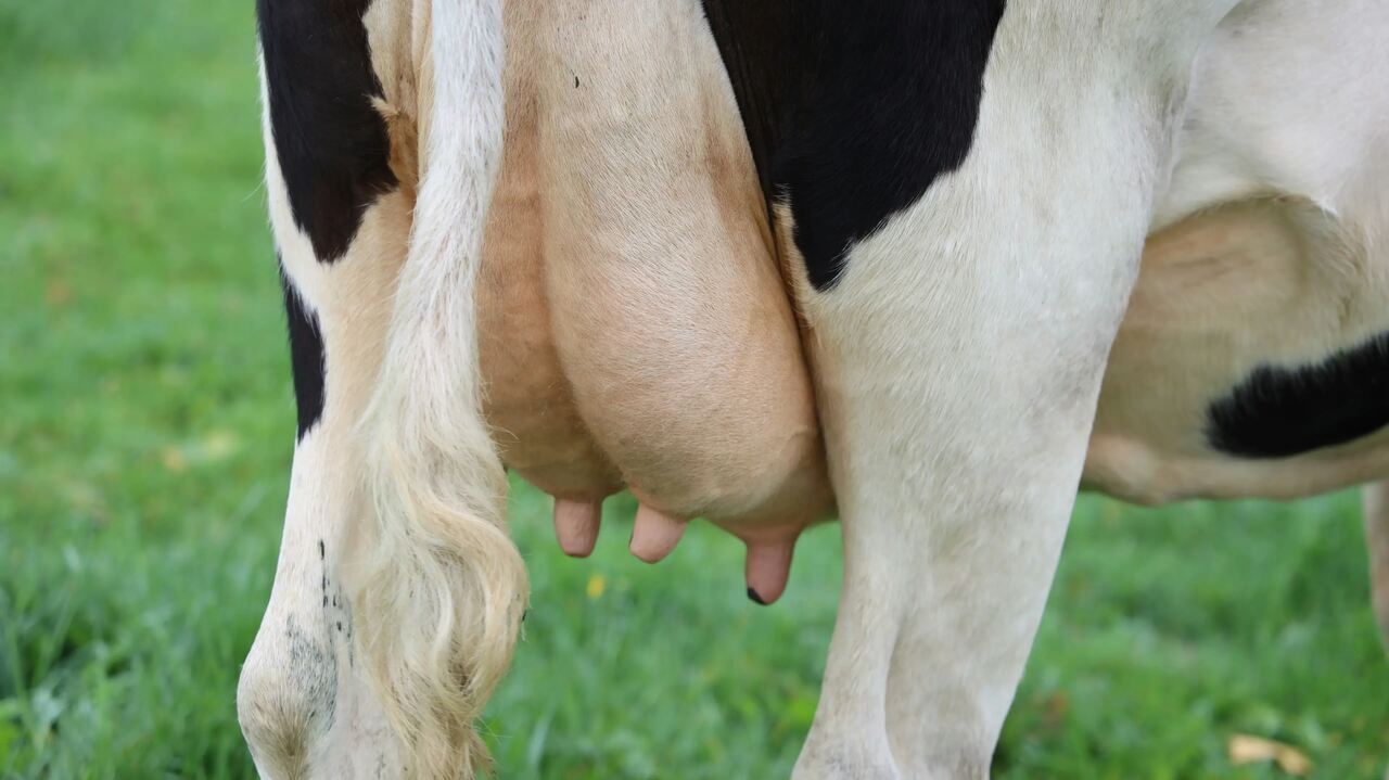 Úbere de vaca leiteira com sinais visíveis, usado para ilustrar casos de mastite clínica e subclínica em bovinos.