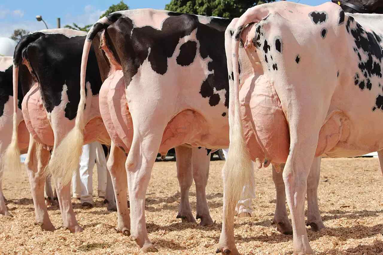 Vacas em linha com úberes proeminentes, exemplificando a importância do diagnóstico precoce da mastite clínica e subclínica.