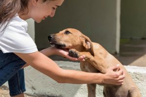 Erros comuns ao dar remédio para cachorro