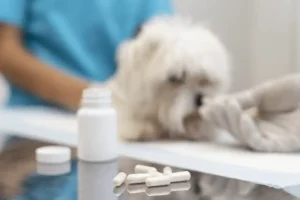 Veterinário ministrando medicamento para cachorro