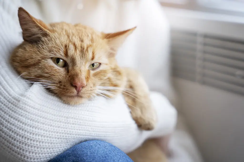 Gato laranja sendo segurado no colo de pessoa vestida com blusa de lã branca